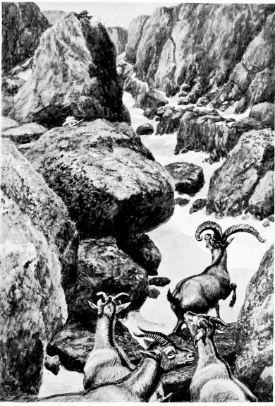 “At the Apex off All the Spains.”

(IBEX ON THE PLAZA DE ALMANZÓR.)