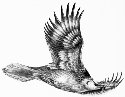 “THE WAY OF AN EAGLE IN THE AIR”

(Lammergeyer—Gypaëtus barbatus)