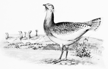 THE GREAT BUSTARD