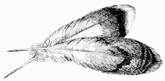 TAIL-FEATHERS OF GREAT BUSTARD