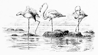 FLAMINGOES AND THEIR NESTS
