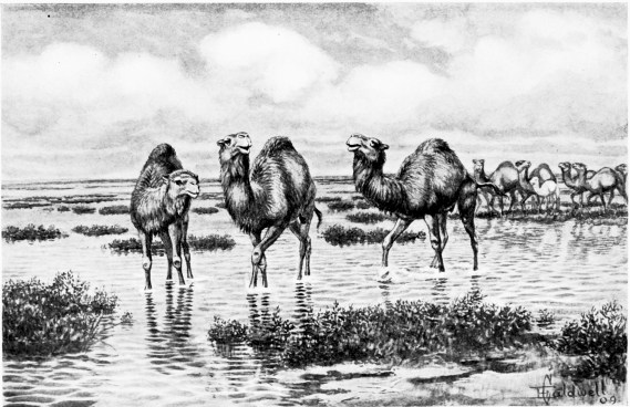 Wild Camels.