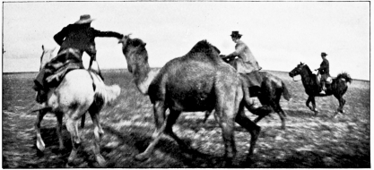 Wild Camels of the Marisma.

PHOTOS BY H.R.H. PHILIPPE, DUKE OF ORLEANS.

CAPTURING A WILD CAMEL.

THE CAPTIVE.