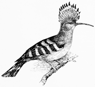 Types of Spanish Bird-Life

HOOPOE (Upupa epops)

The crest normally folds flat, backwards (as shown at p. 69), but at
intervals flashes upright like a halo.