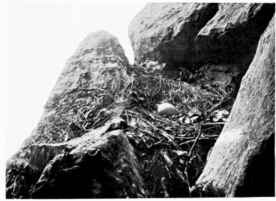 Nest of Griffon.