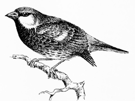 Types of Spanish Bird-Life

SPANISH SPARROW (Passer hispaniolensis [sic