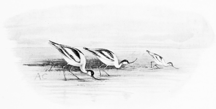 AVOCETS FEEDING

Though long-legged, these are half-webfooted and swim freely.