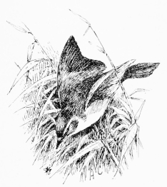 SAVI’S WARBLER (Sylcia savii)

A spring-migrant, common but very local. Has eggs by mid-April.