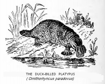 The Duck-Billed Platypus (Ornithorhyncus paradoxus)