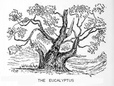 The Eucalyptus (from a sketch by the Author)
