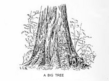 A Big Tree