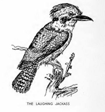 The Laughing Jackass