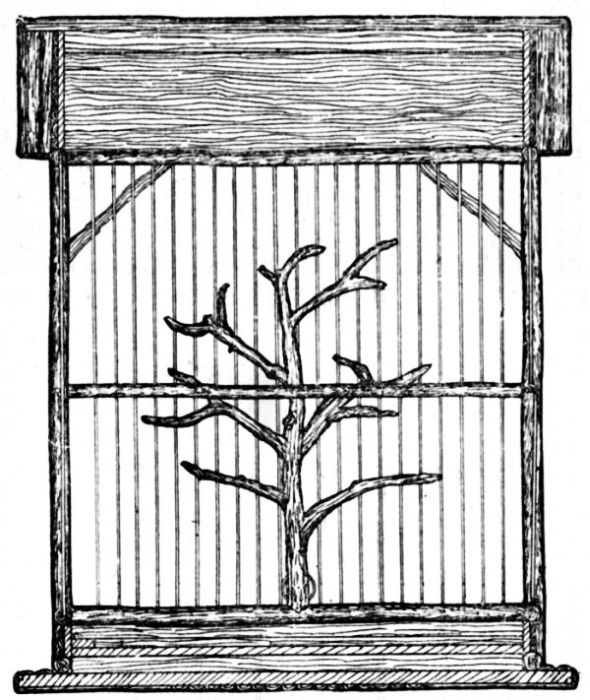 Fig. 116.—Cross Section of Aviary.
