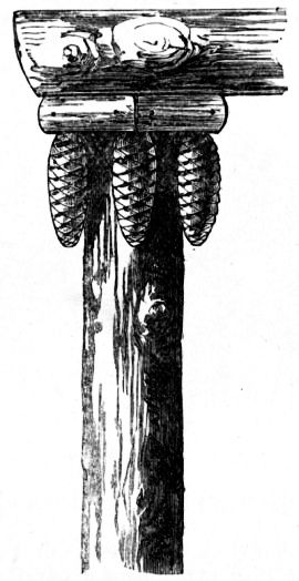 Fig. 141.—Enlarged Cap of Tool House Pilaster.