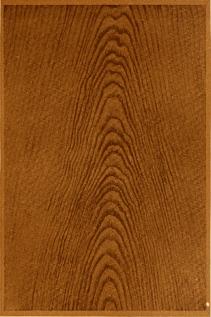 Plate 36. BLACK WALNUT PENCILLED.