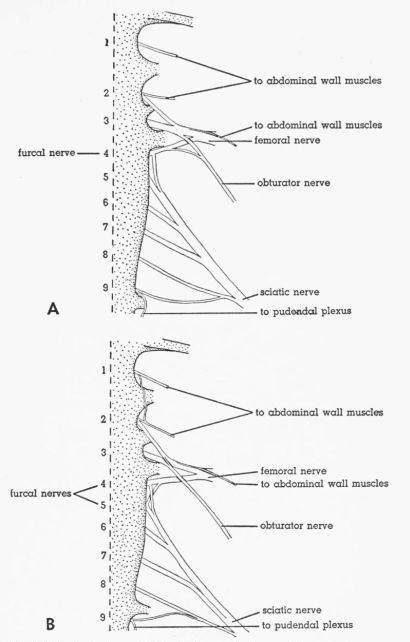 Fig. 3. Ventral views of the lumbosacral plexus...