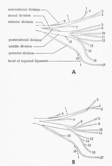 Fig. 4. Semidiagrammatic ventral views of the femoral nerve,...