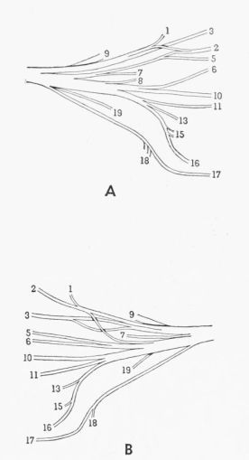 Fig. 5. Semidiagrammatic ventral views of the femoral nerve,....