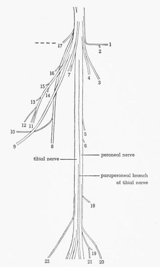 Fig. 6. Semidiagrammatic dorsolateral view of the sciatic nerve of...