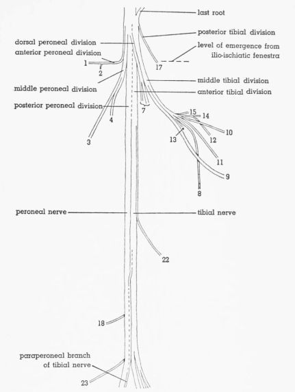Fig. 7. Semidiagrammatic dorsolateral view of the sciatic nerve of...