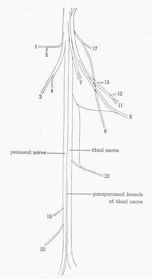 Fig. 8. Semidiagrammatic dorsolateral view of the sciatic nerve of...
