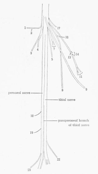 Fig. 9. Semidiagrammatic dorsolateral view of the sciatic nerve of...