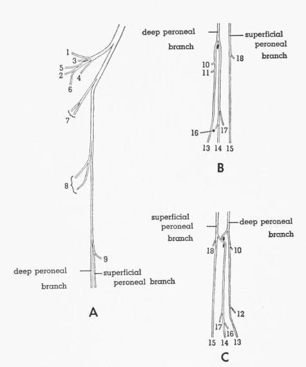 Fig. 10. Semidiagrammatic drawings of the peroneal nerve of...