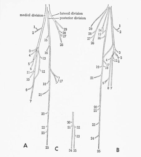 Fig. 11. Semidiagrammatic drawings of the tibial nerve (excluding...
