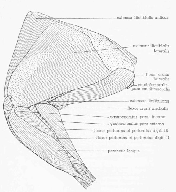 Fig. 12. Tympanuchus pallidicinctus 2L. Lateral view of the superficial muscles of the left leg.