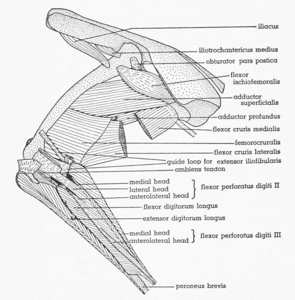 Fig. 17. Tympanuchus pallidicinctus 2L. Lateral view of the muscles of the left leg.