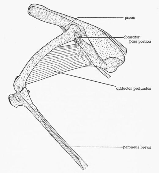 Fig. 18. Tympanuchus pallidicinctus 2L. Lateral view of the muscles of the left leg.