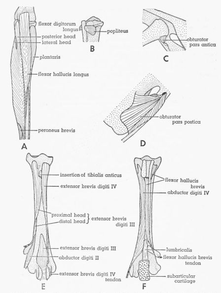 Fig. 19. Tympanuchus pallidicinctus 2L. A. Posterior view of the muscles of the left shank. The following shank...