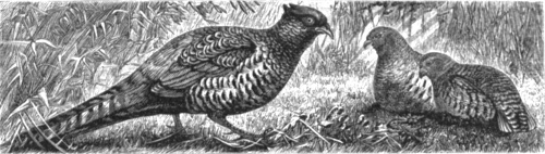 Pheasant and Partridges