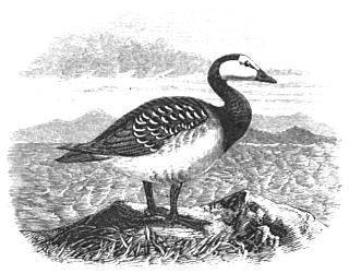 The Barnacle Goose