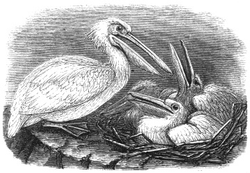 Pelican and Young