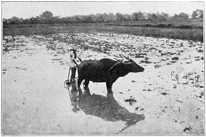 Preparing Rice Land for Planting.