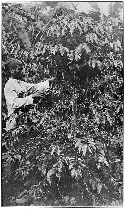 A Three-year-old Coffee Bush.