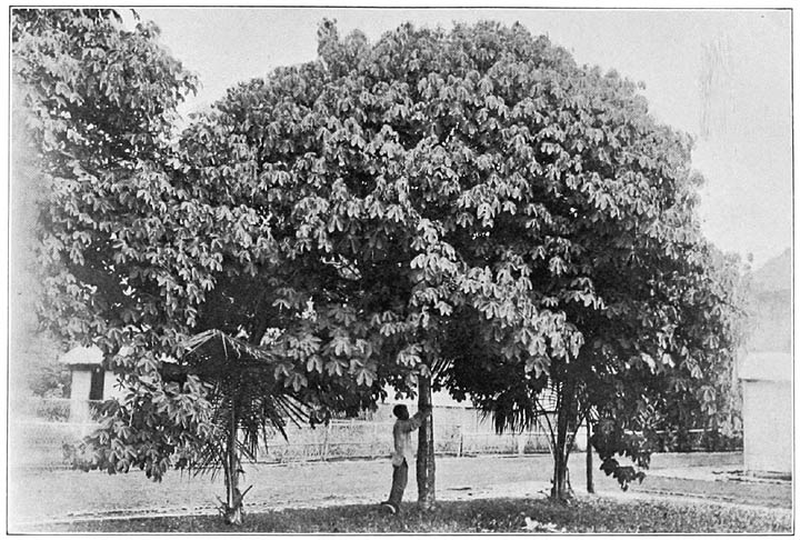 A Ceara Rubber Tree.