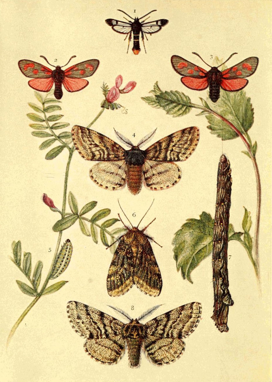 The butterflies of the British Isles. Butterflies. THE BUTTERFLY. II third,  which are closely united, each bear a pair of wings also. The legs, which  in the butterfly are adapted for