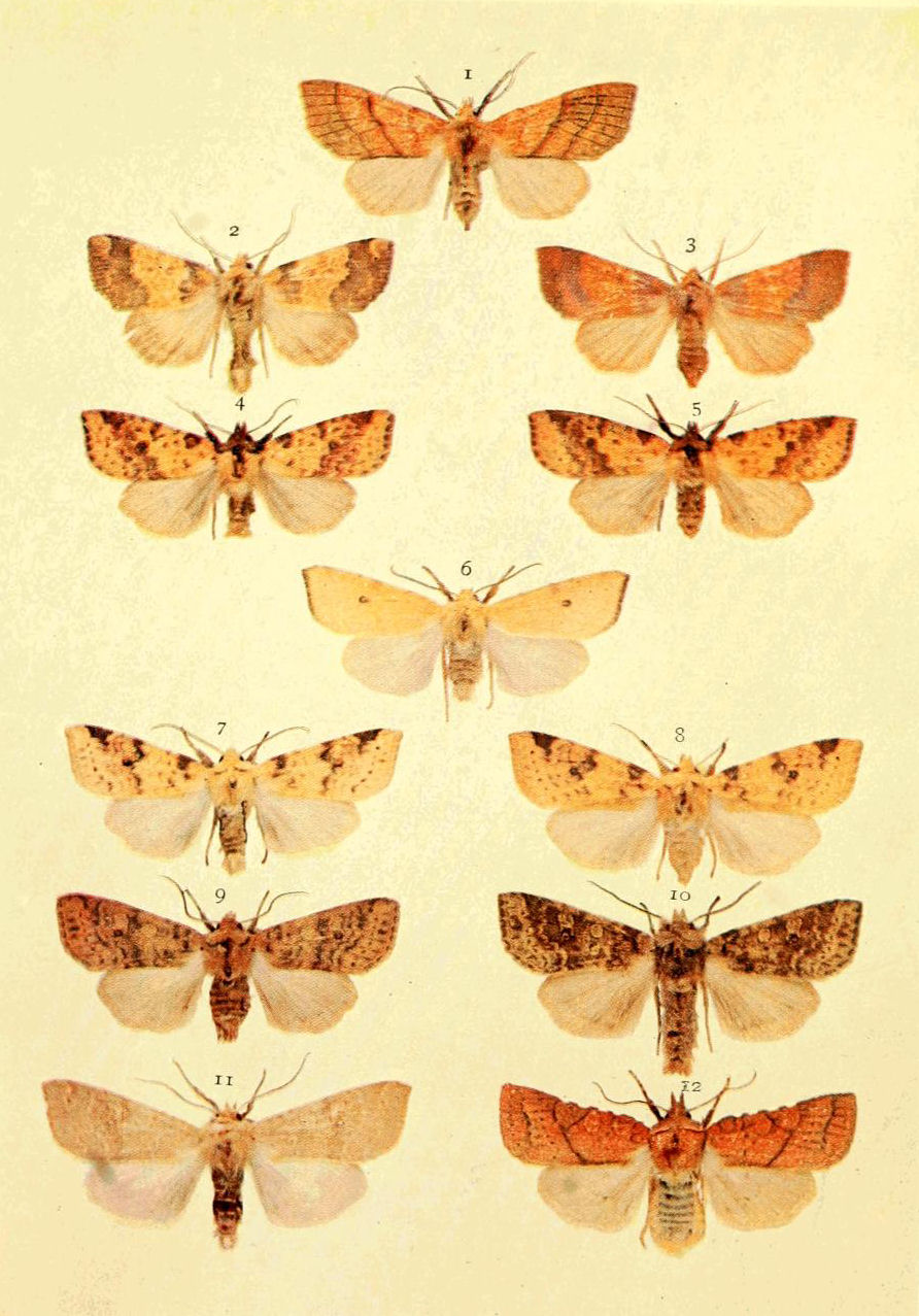 Russia Lampropteryx suffumata Geometridae moth from Siberia pinned