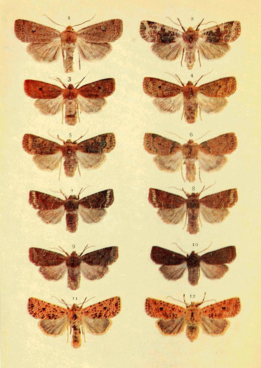 Russia Lampropteryx suffumata Geometridae moth from Siberia pinned
