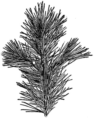 Sugar pine branch