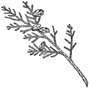 Western red cedar branch