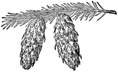 Sitka spruce branch
