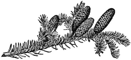 Balsam fir branch