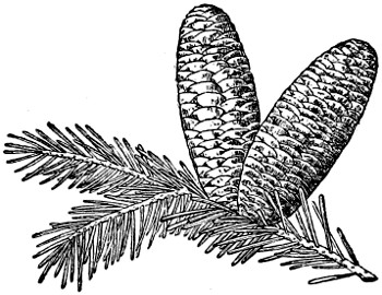 Grand fir branch