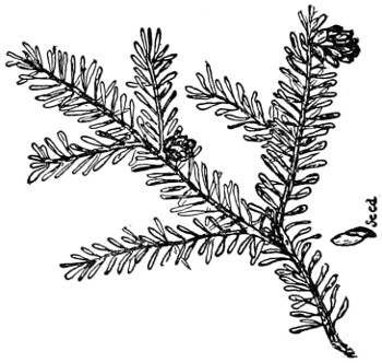 Hemlock branch