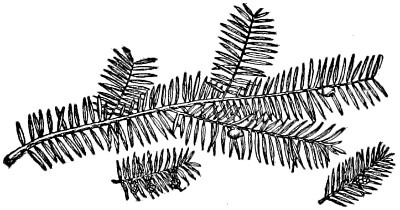 Western yew branch
