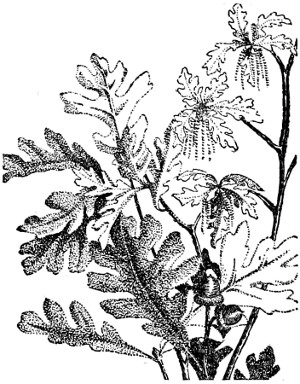 White oak branch