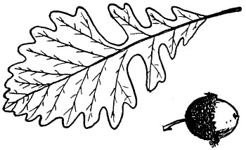 Bur oak leaf and acorn